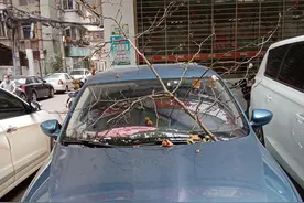 枯枝坠落划伤爱车怎么办？行道树“闯祸”险赔偿车主1200元图片