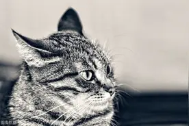 不能给猫咪喂的18种食物图片