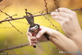 果树冬剪讲究多！怎么拉枝？剪口哪种好？等8个问题逐一解答图片