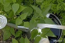 想要高质量绿豆，科学种植是关键，用无公害栽培技术图片