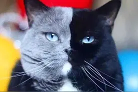 独一无二：这18只猫身上的图案酷炫奇特 甚至还藏有霜之哀伤图片