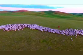 亮丽风景线 被称为“肉中人参”苏尼特羊肉为什么这么好吃？图片