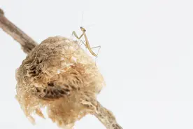 有一种虫卵巢，农村很多，每斤能卖300块，农民为啥都不采摘图片