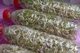 在家用矿泉水瓶生绿豆芽，无任何添加剂，4天就可以吃，营养健康图片