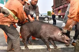 五万头猪跑了，三天之内怎么抓回来？图片