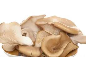 「种植微课堂」作物平菇的栽培技术（一）图片