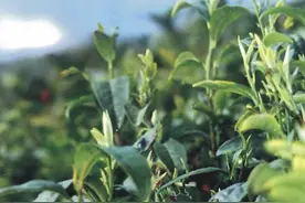 鸠坑毛尖茶和紫阳毛尖茶分别属于什么茶，看完这篇文章你就明白了图片
