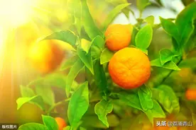 农村人种植柑橘，果实太酸的原因，降酸增甜的方法都在这里图片