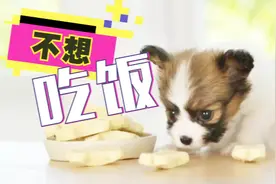 天气炎热，连平时贪吃的狗都不想吃饭！主人这样喂它马上来劲图片