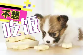 天气炎热，连平时贪吃的狗都不想吃饭！主人这样喂它马上来劲图片