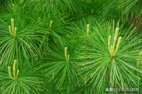 二下语文第2单元测试卷，儿子只考了90，快测测你家孩子能考多少图片