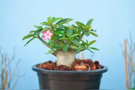沙漠玫瑰黄叶迹象，三种可能导致，要及时处理图片