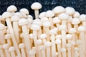 金针菇根部不要丢，教你1招，隔几天收获新鲜金针菇，割完还会长图片