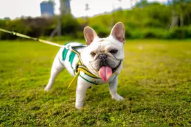 法斗犬这5个地方臭起来，能把你臭晕图片
