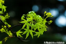 美景在身边 大连中山公园的春天 花儿开放 绿叶新芽 亲民公园图片