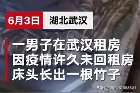 武汉男子4个月没回家床头长出竹林，家家一窝竹真的实现了图片