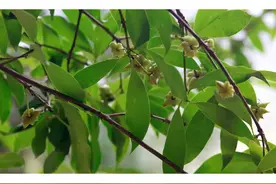 去年1块钱1斤，今年飙升到7.5元，奇怪的是种植户并不开心图片