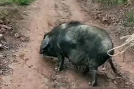 我家的猪总掉毛是怎么回事？猪掉毛的原因及防治办法图片
