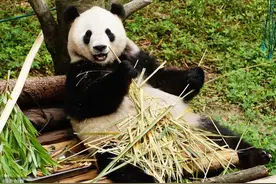 今天，鞍山市二一九动物园暨大熊猫馆正式开园啦！图片