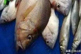 台风欲来匆忙收工，整理一下深圳海钓的美食收获图片