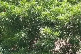 小金刚菩提的一辈子！很精彩图片