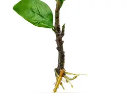 人参治气虚 脾虚 肺虚 消渴 失眠 血虚等7种病 效果好图片