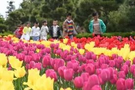 花一般的海洋！30万株郁金香花开威海南海新区图片