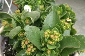 长寿花“半死不活”僵一年？3点大营救，浇点促花肥，花苞挤满盆图片