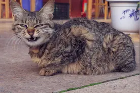 猫 原来猫可以这么可爱，难怪会有这么多人心甘情愿成为猫奴。图片