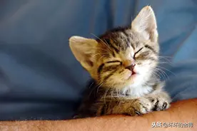 一位养猫人的观点鉴定：确定爱猫，适合养猫不适合成家图片