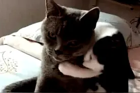 公猫绝育后，再次见到小母猫，公猫的举动让主人笑喷了图片