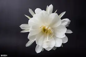 洁白的雪莲花图片