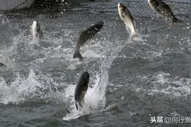 浮钓鲢鳙技巧，钓鱼老手在偷偷用，效果媲美传统钓法图片