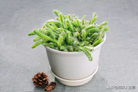 家庭火龙果种植方法有哪些呢图片
