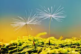 微距蒲公英唯美高清桌面壁纸图片