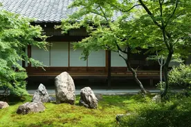 院子里有空地，就种“四大名贵树”，越大价值越高图片