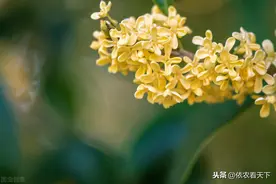 昔日珍宝被砍当柴烧？非也，透香华夏两千年，这“柴”怎会是桂花图片