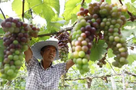 奋战脱贫攻坚“练兵场”　砥砺“一懂两爱”真情怀——农业农村部选派挂职干部综述图片