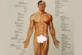 读《人体解剖彩色图谱》：健身时，需要知道的肌肉知识图片