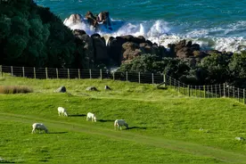 霍比特人的故乡——New Zealand图片