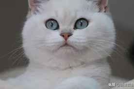 银渐层英国短毛猫也是非常非常漂亮可爱的图片