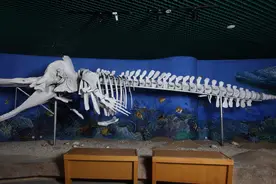 揭秘福建博物院馆藏抹香鲸标本的前世今生图片