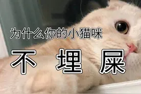 为什么会出现不会埋屎的猫？猫咪埋屎这件事，还真没那么简单图片