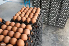 百篇讲堂之蛋鸡生产体系（30）蛋品留样是鸡蛋溯源的关键步骤图片