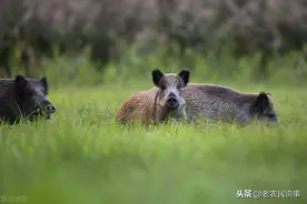 庄稼被野生动物毁坏了，如何处理？捕杀是最错误的选择，四点建议图片