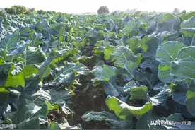 对西兰花高产栽培技术的探究图片