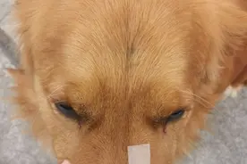 普通狗看到警犬会觉得是警察来了吗？图片