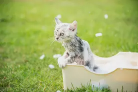 怎样为猫洗澡？图片