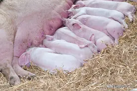 自繁自养猪场为什么一定要做圆环病毒？它的危害你知道吗图片