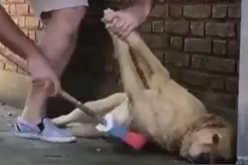 懒惰狗狗看主人扫地，坚决不肯动，主人：它就叫懒惰图片